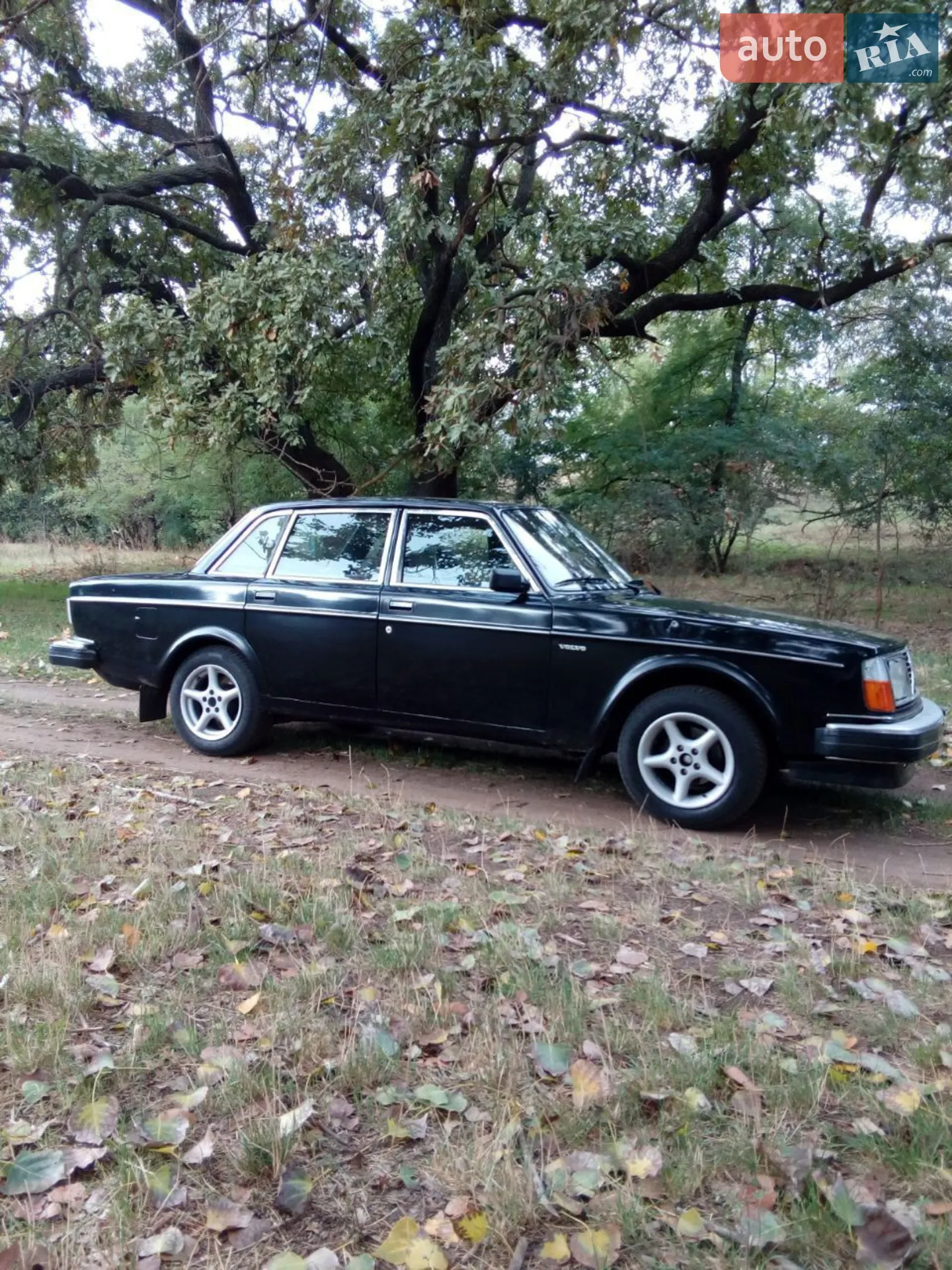 Volvo 244, 1979