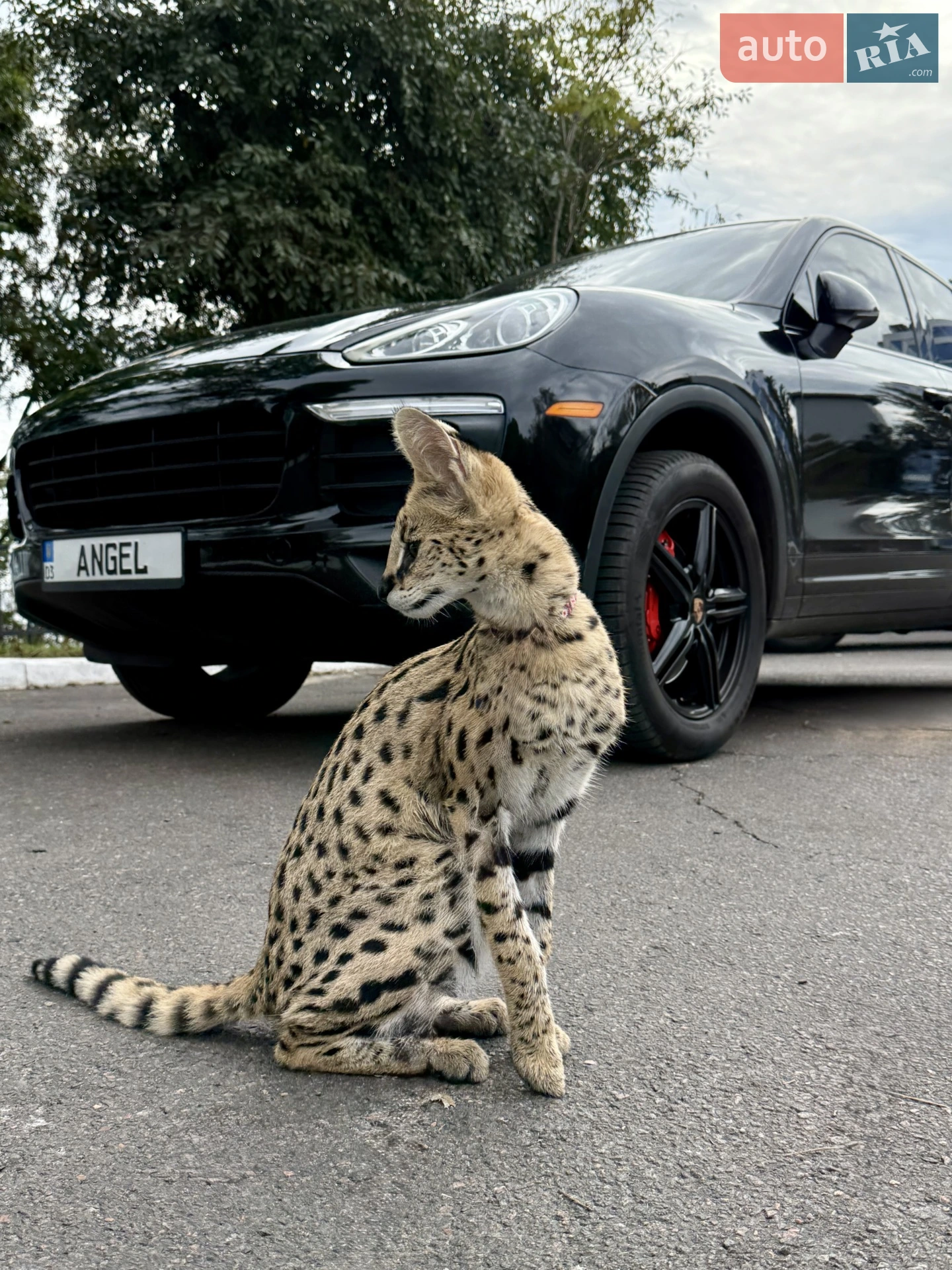 Porsche Cayenne, 2015