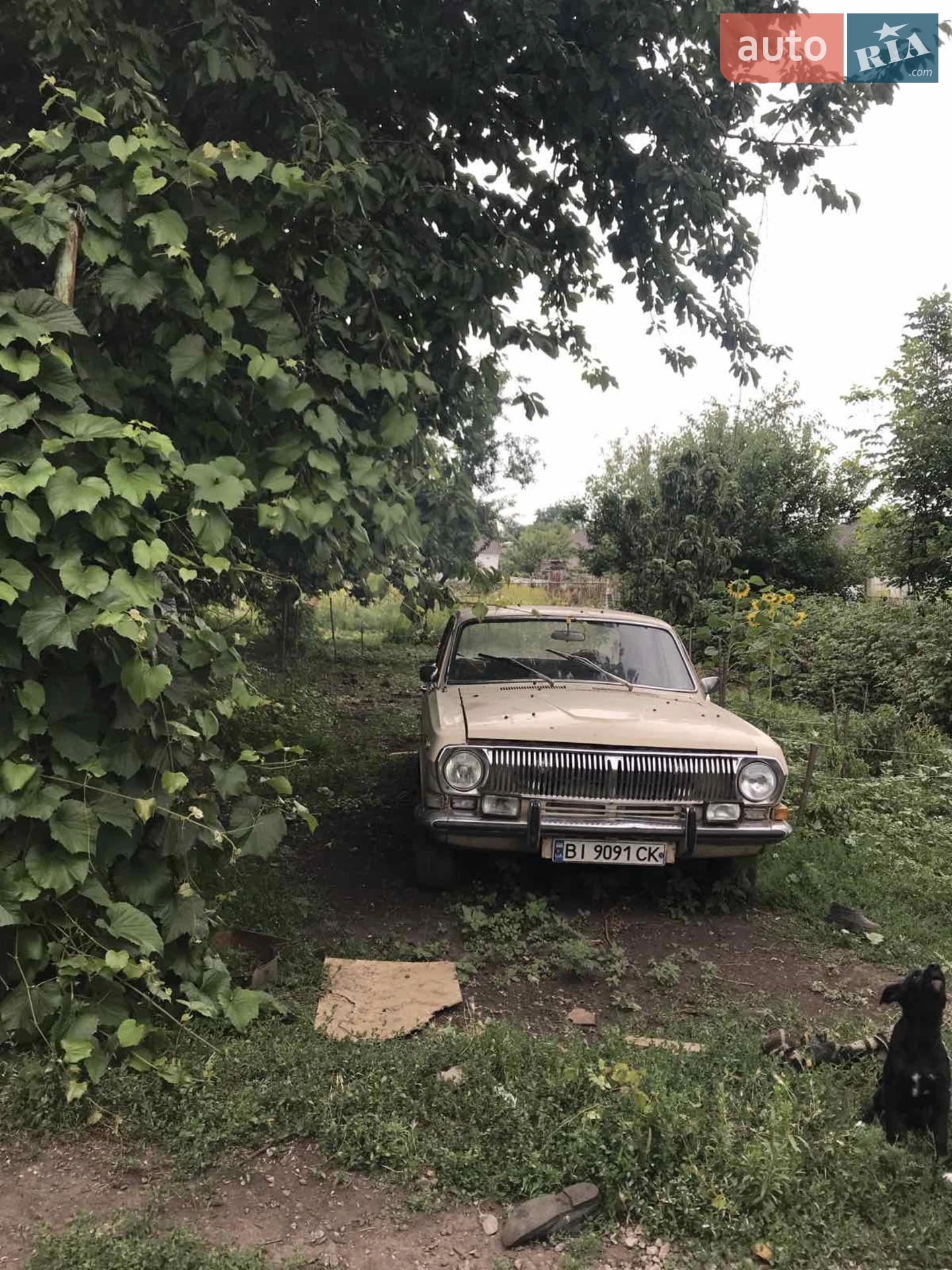 ГАЗ 24 Волга, 1979